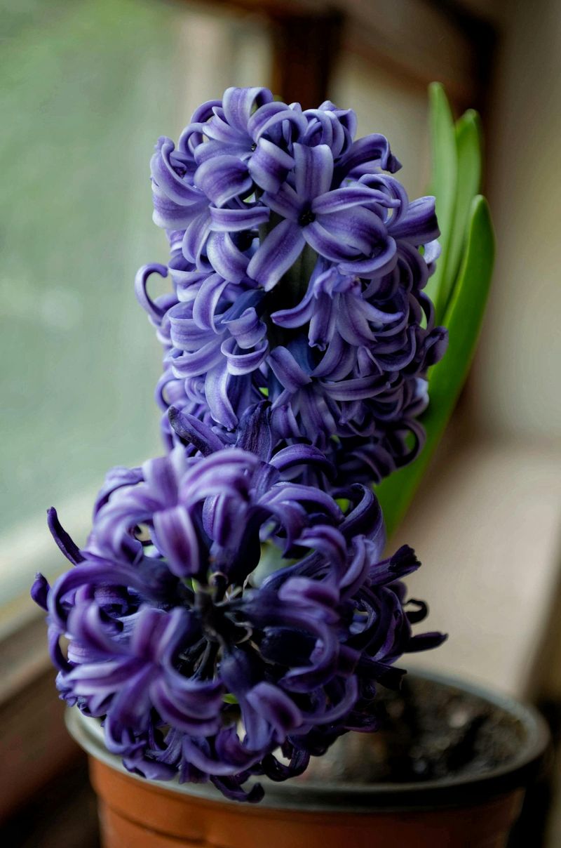 Hyacinth