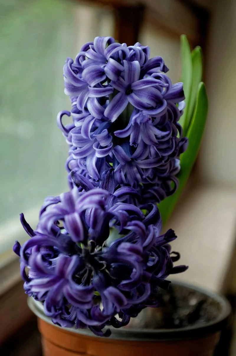 Hyacinth