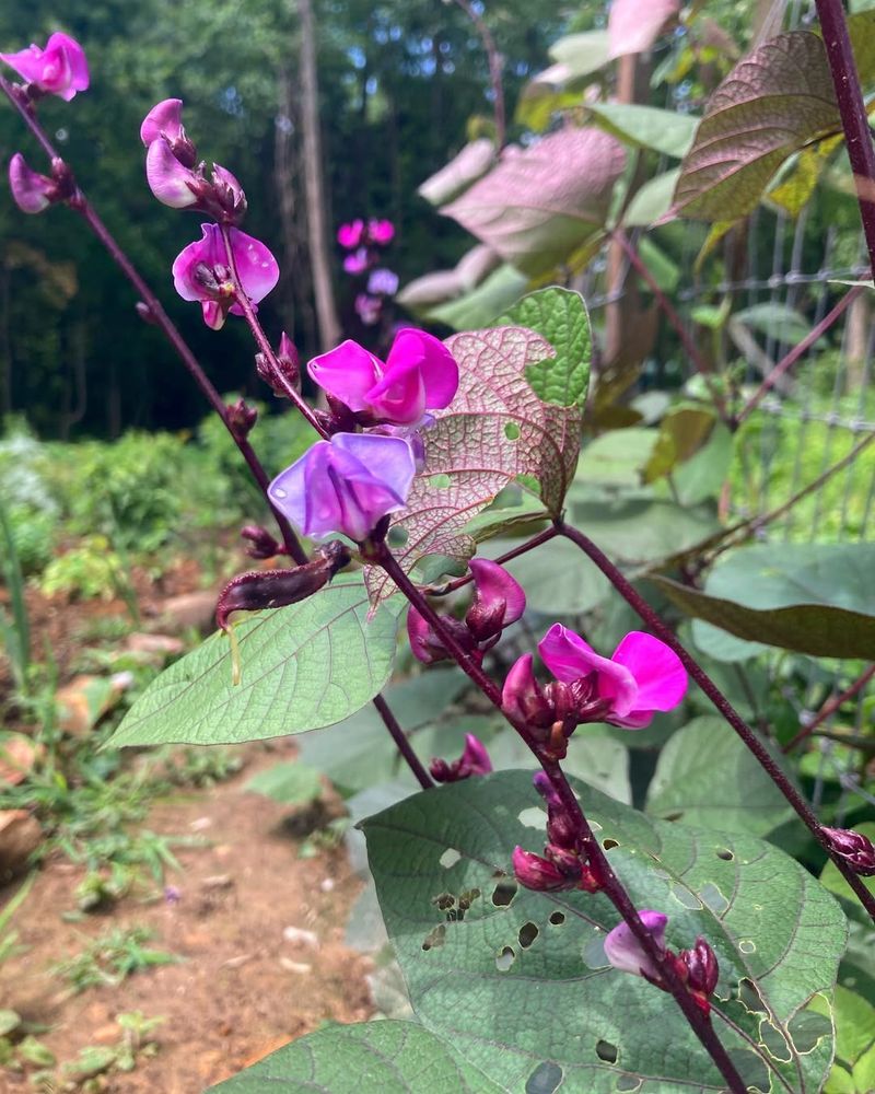 Hyacinth Beans