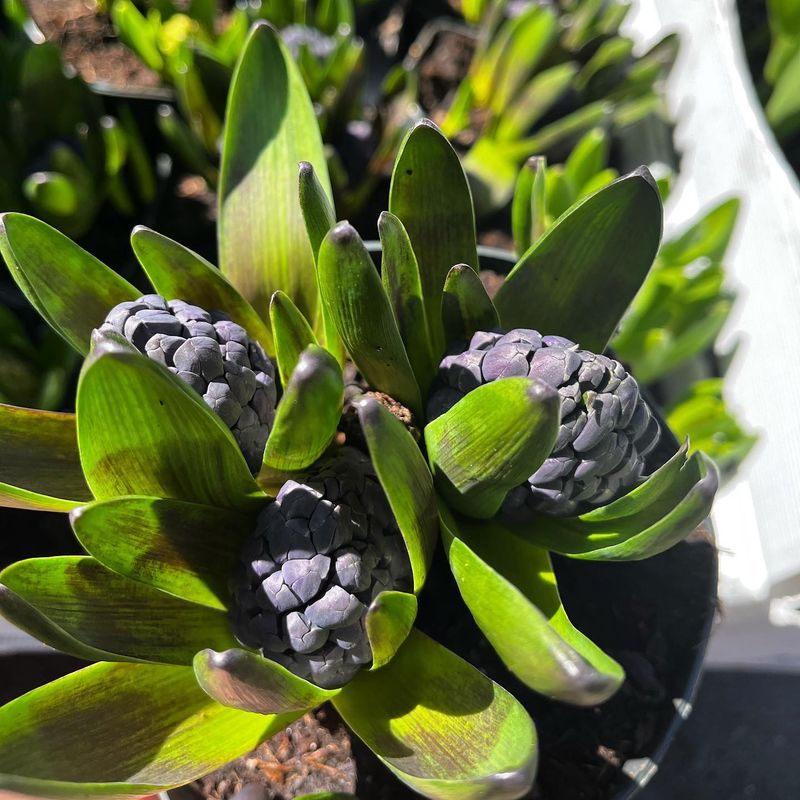 Hyacinth