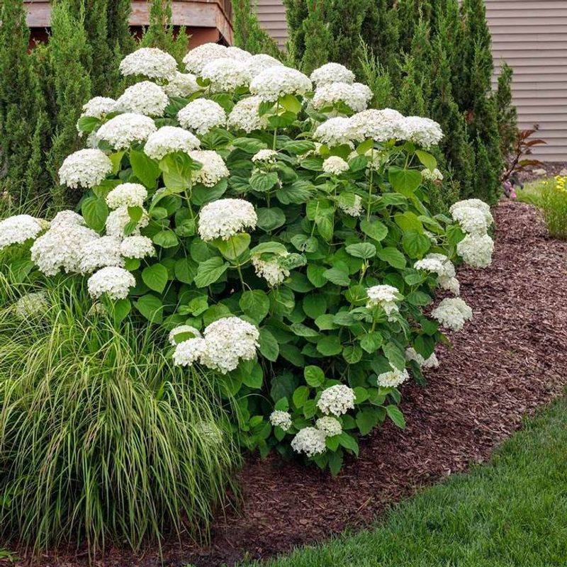 Hydrangea