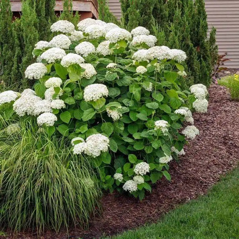 Hydrangea 