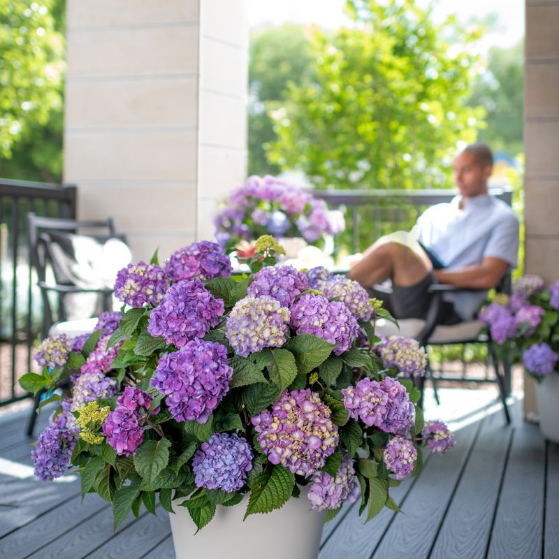 Hydrangea