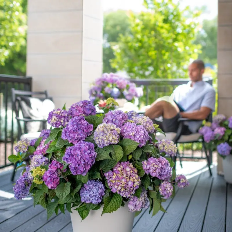 Hydrangea
