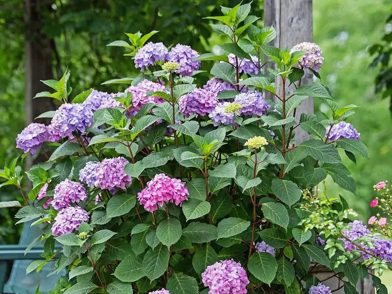 Hydrangea