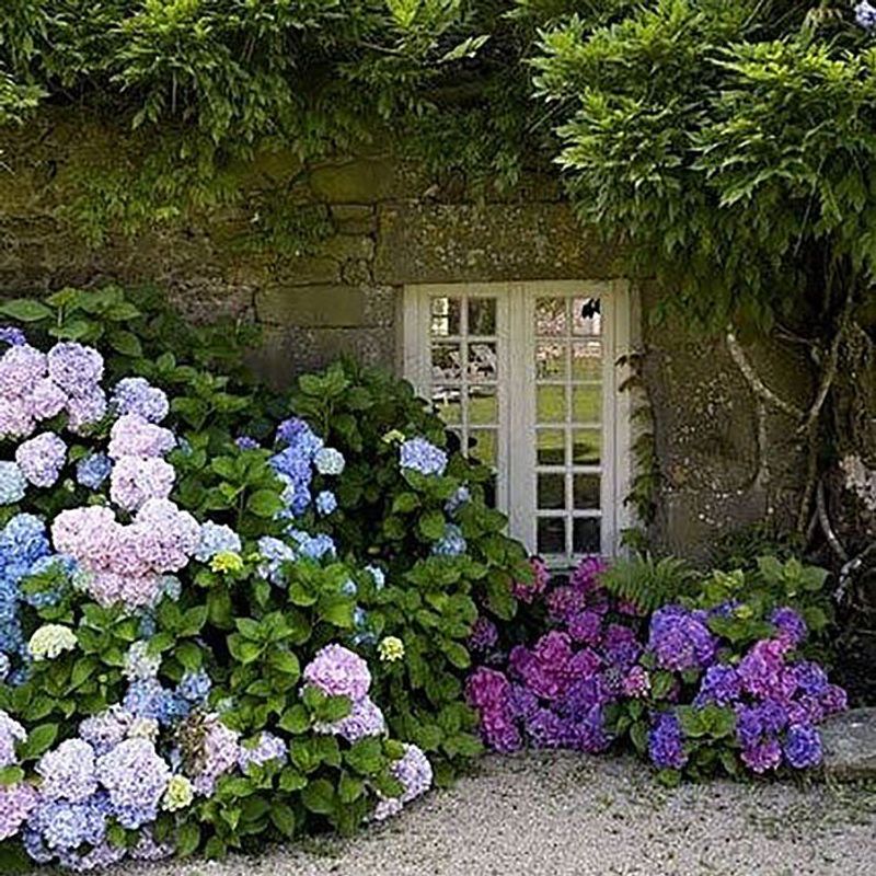 Hydrangea