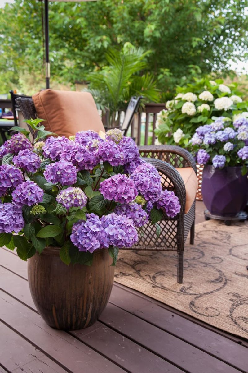 Hydrangea