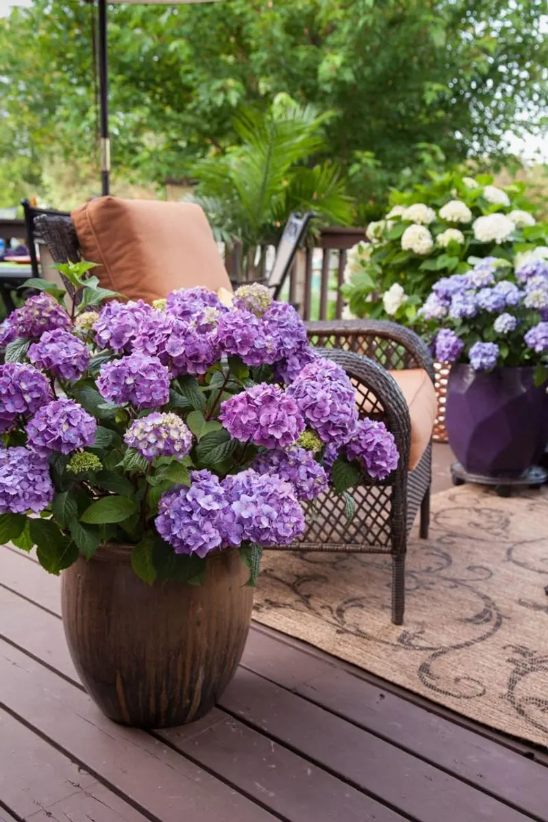 Hydrangea