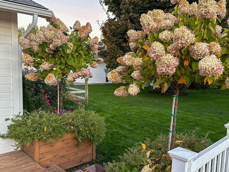 Hydrangea