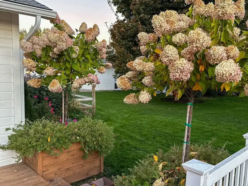 Hydrangea