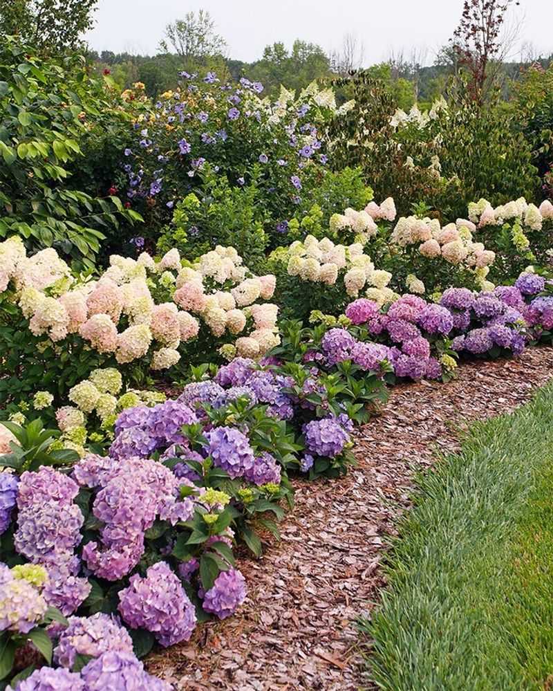 Hydrangea