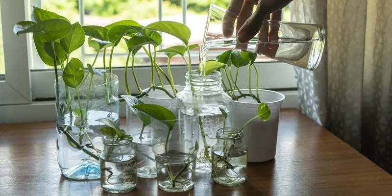 Pothos