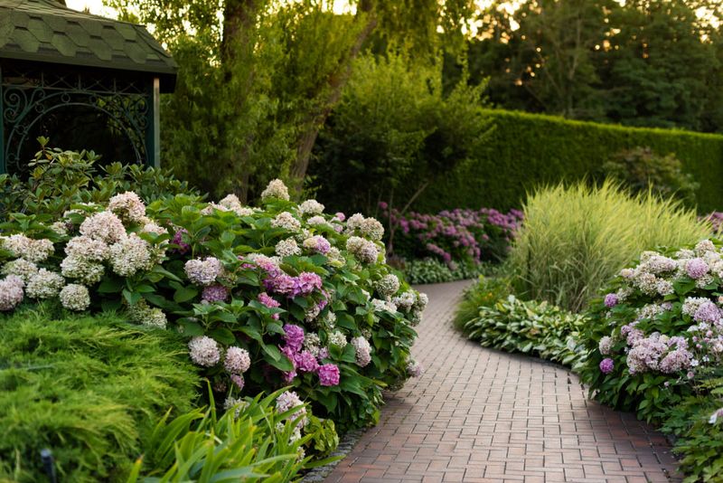 Hydrangea and Fern