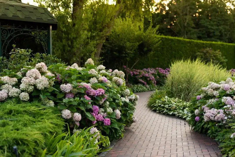 Hydrangea and Fern