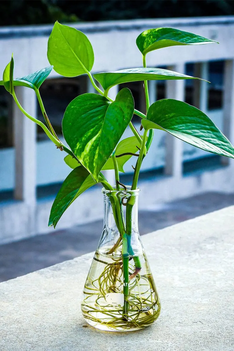 Pothos