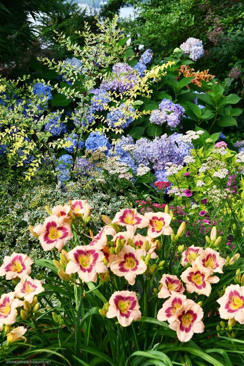 Hydrangeas and Daylilies