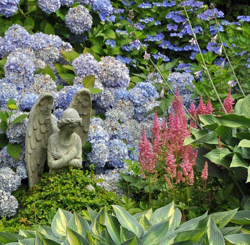 Hydrangeas and Heucheras