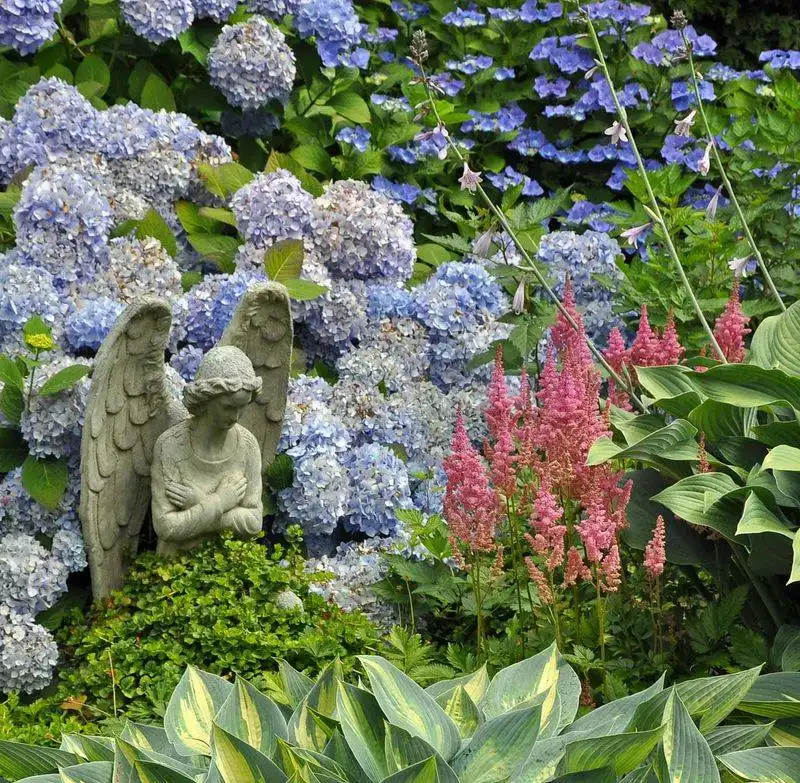 Hydrangeas and Heucheras