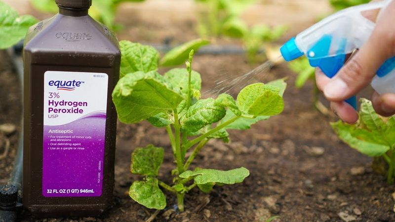 Hydrogen Peroxide Soil Aerator