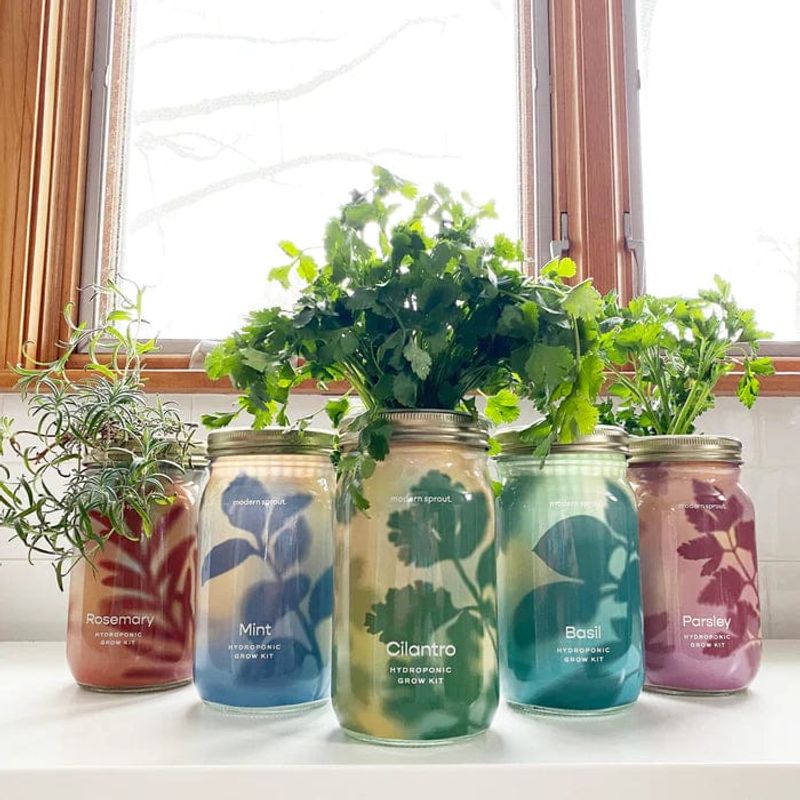 Hydroponic Herb Kits