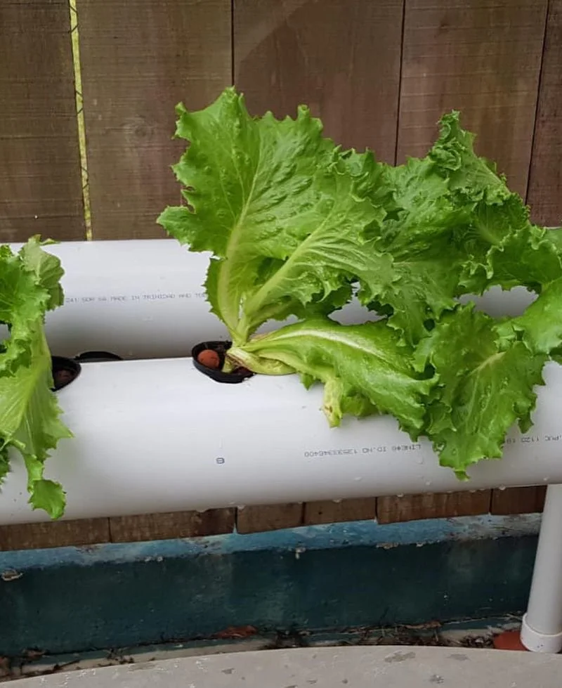 Hydroponic Lettuce Kits