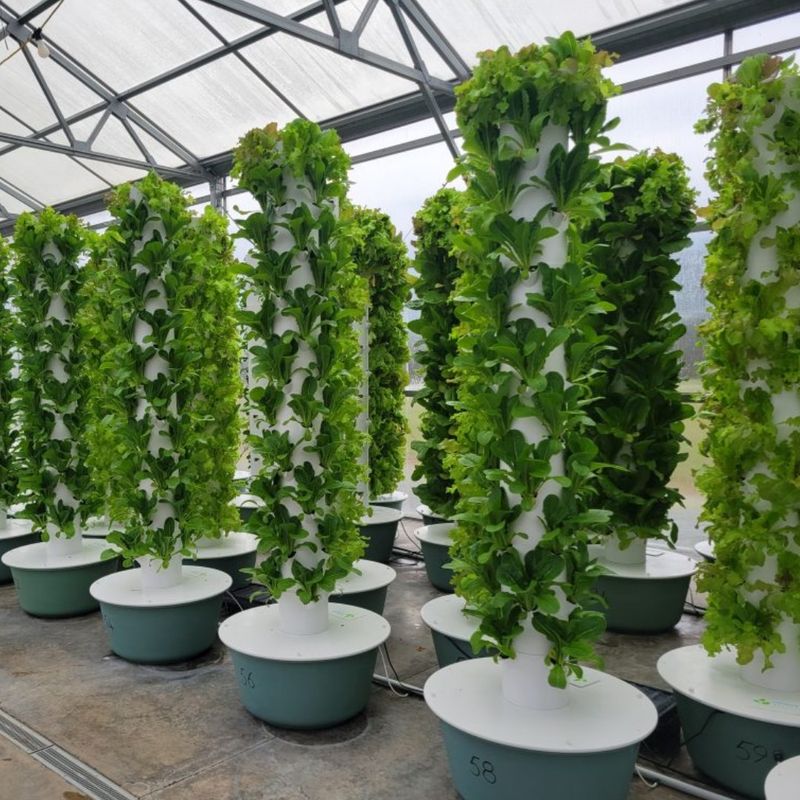 Hydroponic Tower Gardens