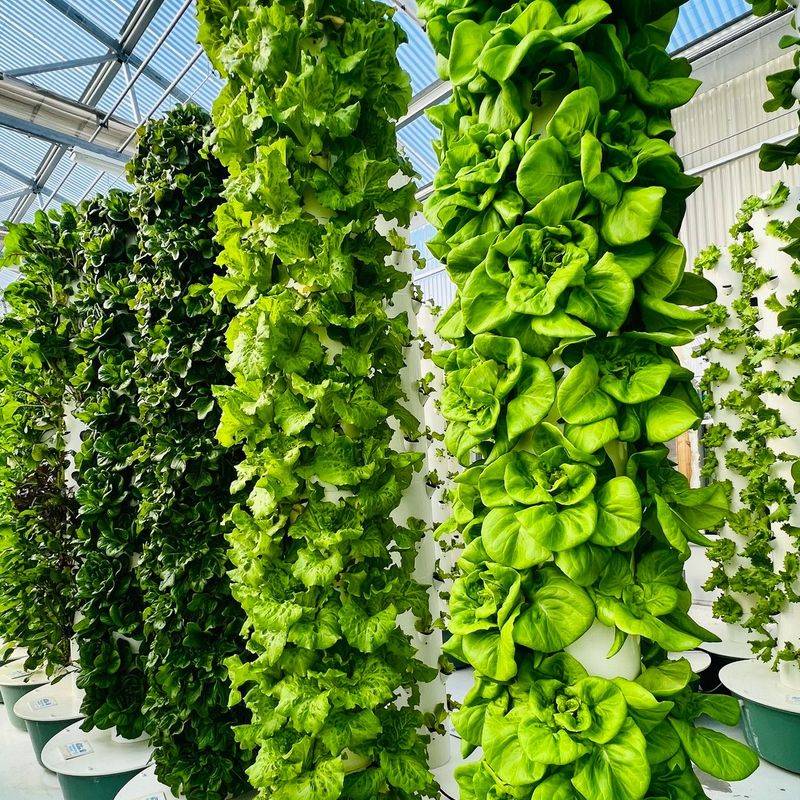Hydroponic Towers