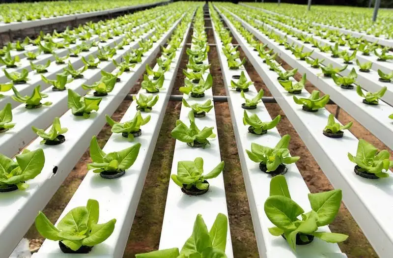 Hydroponics