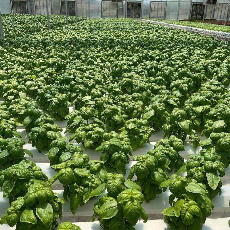 Hydroponics