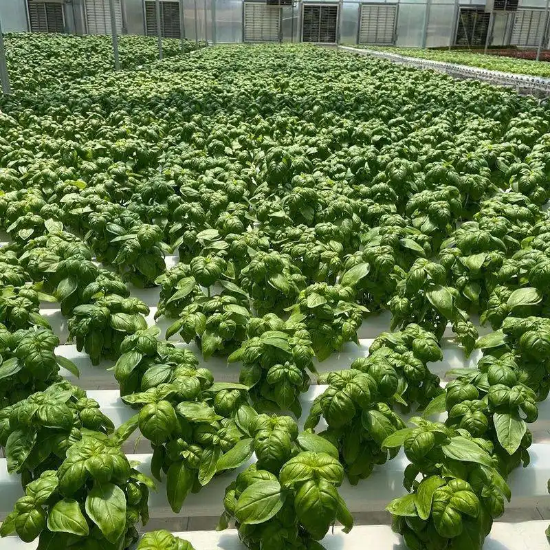 Hydroponics