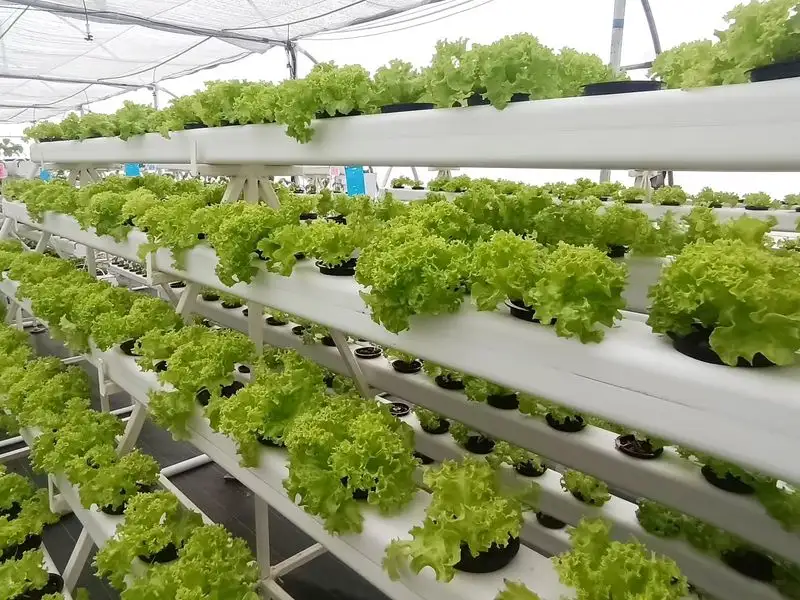 Hydroponics