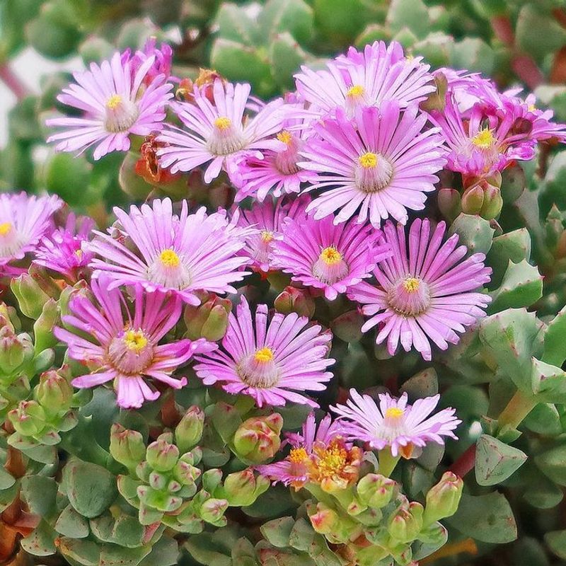Ice Plant