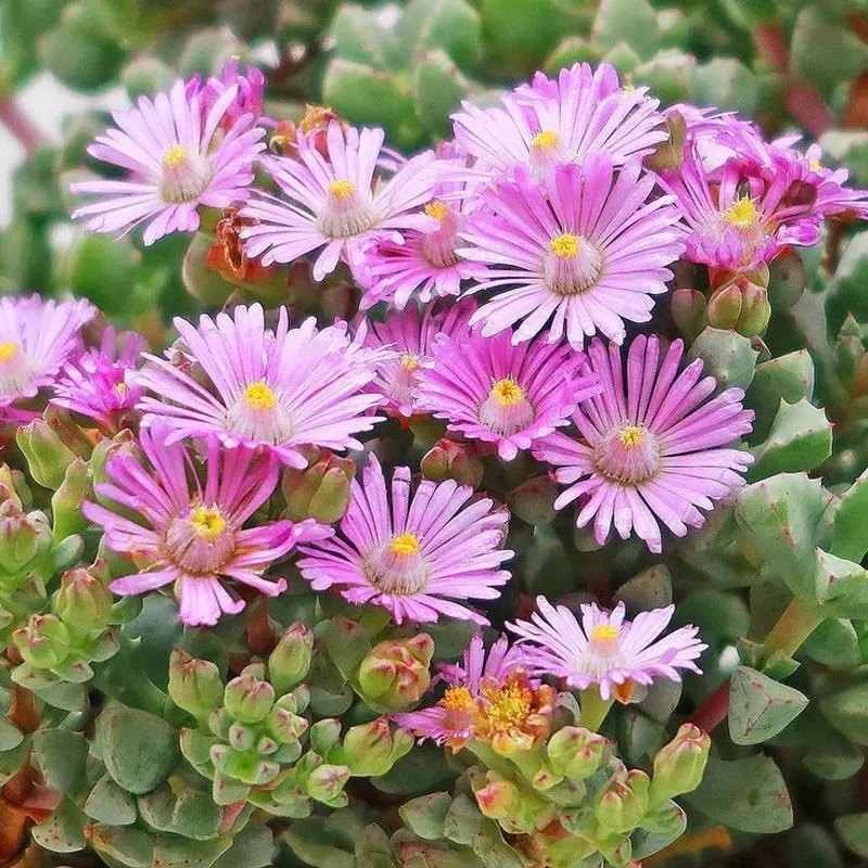 Ice Plant