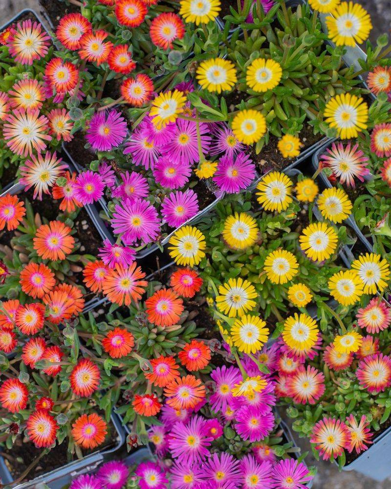 Ice Plant