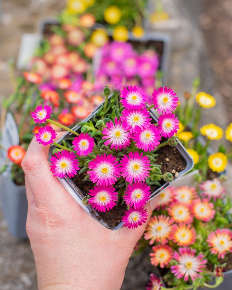 Ice Plant