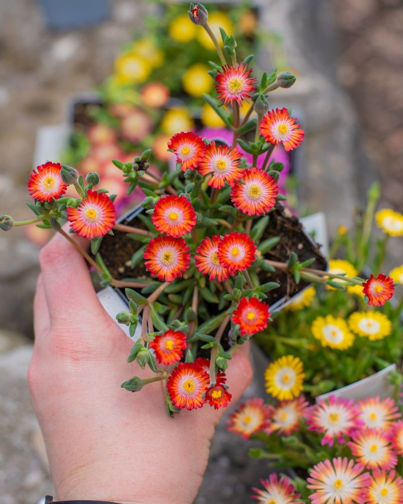 thumbnail image 2 of 20 Ice Plant Flower Seeds - Drought Resistant For Spring/Summer - Pink, Yellow, White Mix 2 of 6