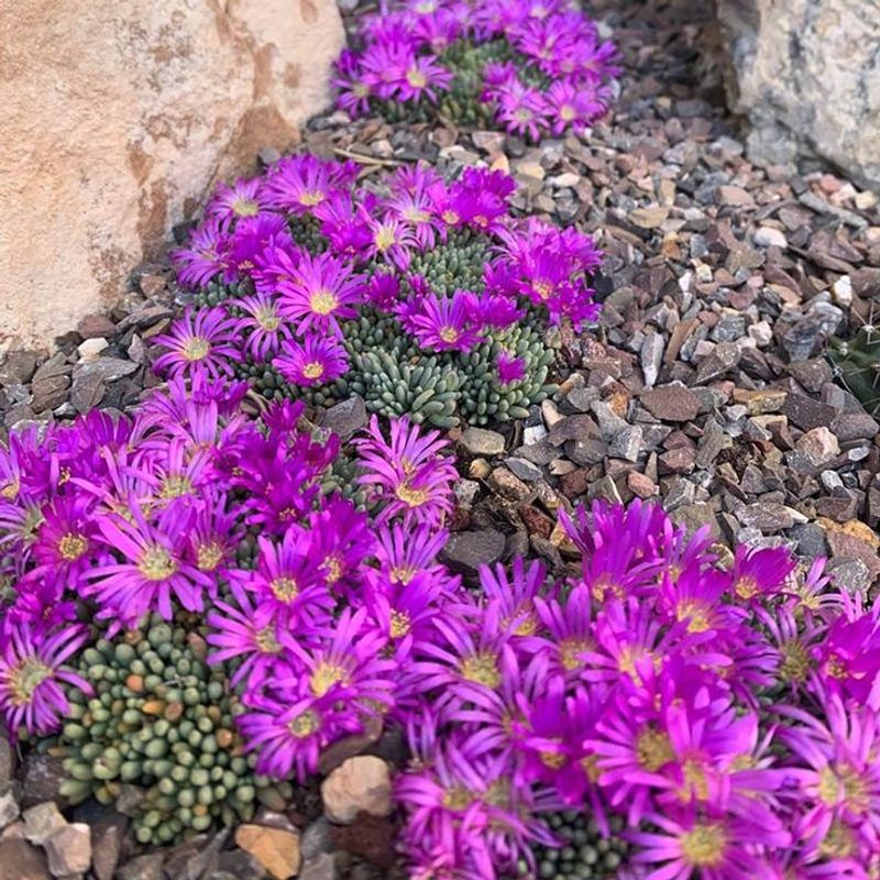 Ice Plant (Delosperma)