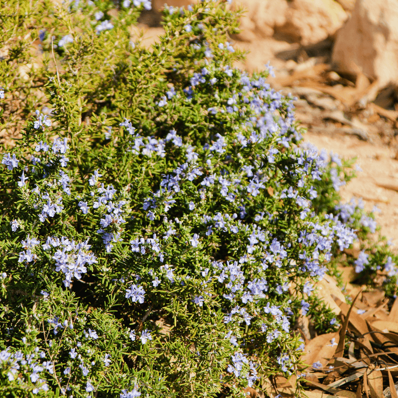 Rosemary