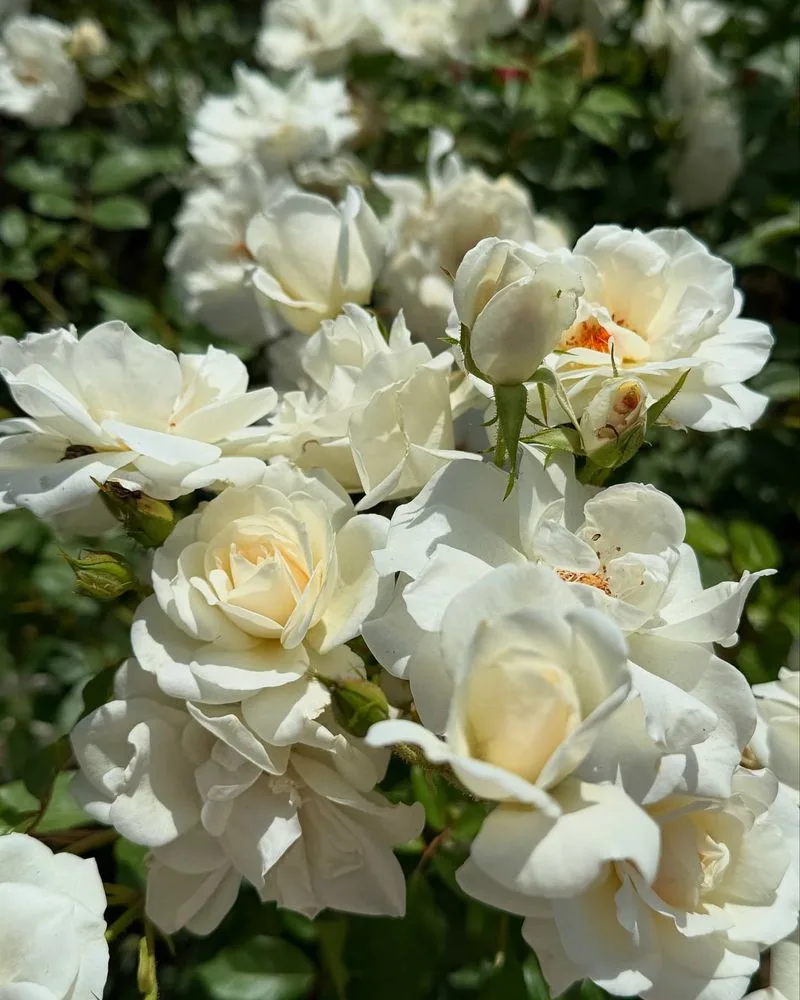 Iceberg Rose