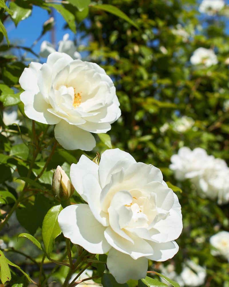 Iceberg Rose