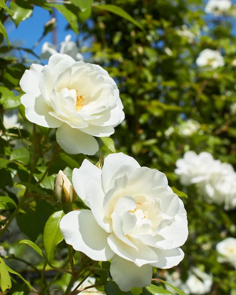 Iceberg Rose