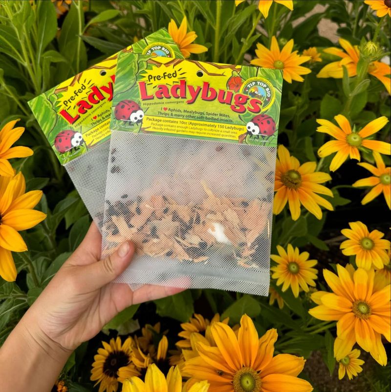 Ignoring Pest Problems
