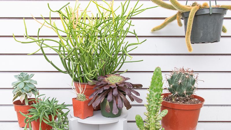Ignoring Plant Compatibility