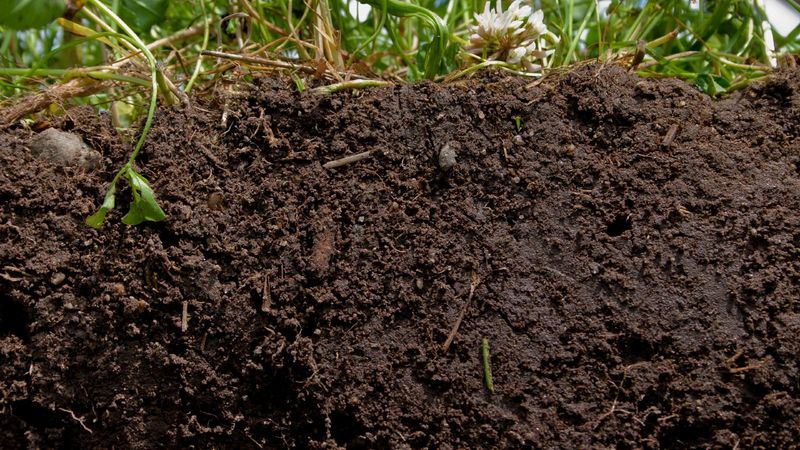 Poor Soil Quality