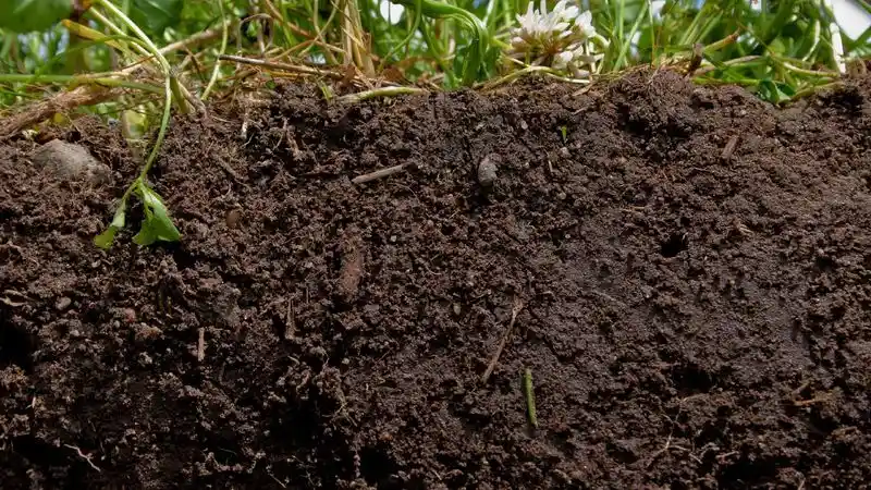 Poor Soil Quality