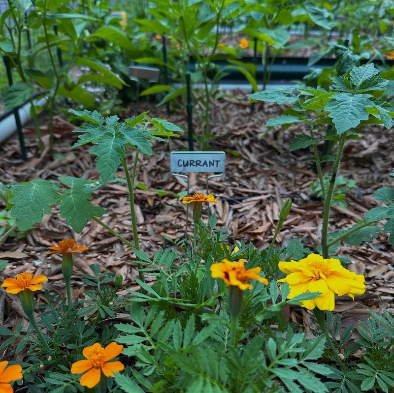 Ignoring Plant Labels
