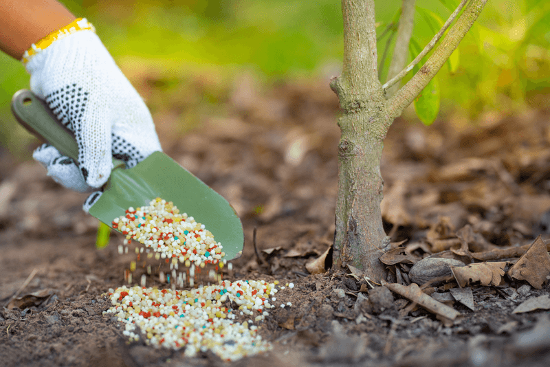 Applying Fertilizer to Wet Foliage