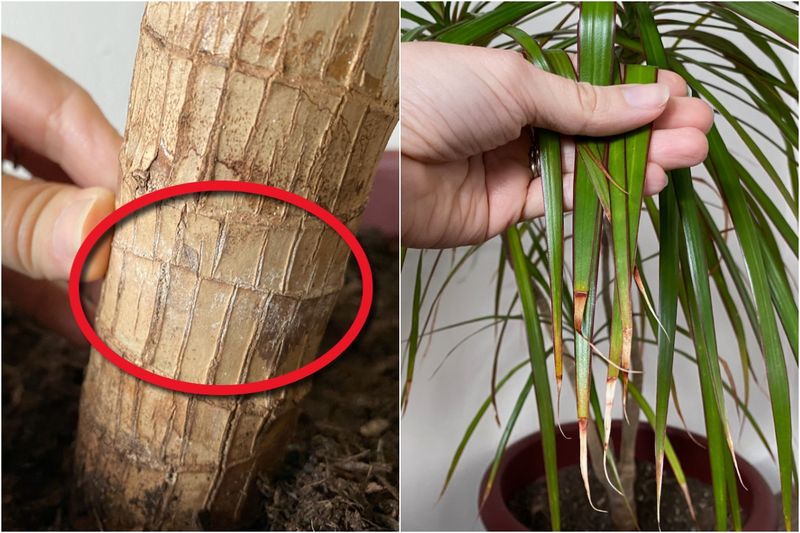 Ignoring Plant Signs