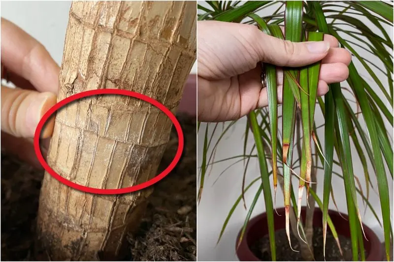 Ignoring Plant Signs