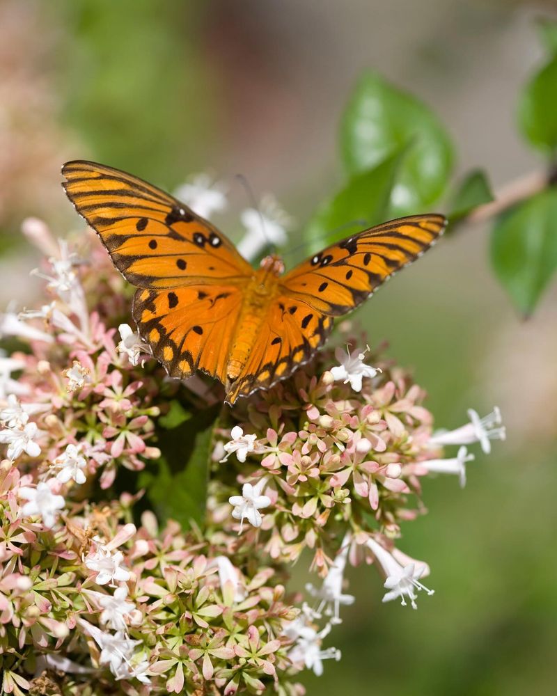 Ignoring Pollinators
